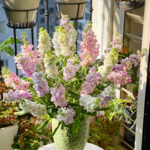 Pastel Stock Elegance